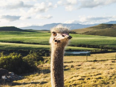 Strauß auf der Safari Ostrich Farm bei Oudtshoorn – Südafrika Familienreise