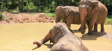 Elefanten genießen ein erfrischendes Bad im Fluss – Thailand Reise mit Kindern