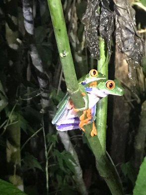 Frösche bei Nachtwanderung in La Tigra entdeckt – Costa Rica Familienreise