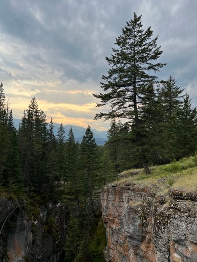 Ein majestätischer Baum steht an der Klippe, umgeben von dichten, grünen Wäldern und einem dramatischen Himmel.