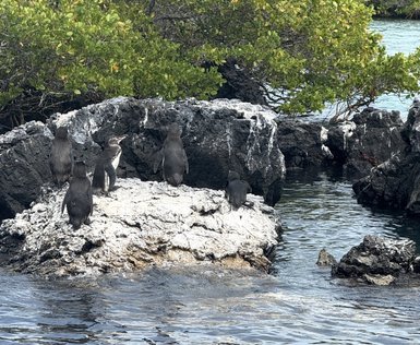 Sechs Pinguine stehen auf einem Felsen, umgeben von Wasser und grünen Pflanzen im Hintergrund, während sie die Umgebung beobachten.