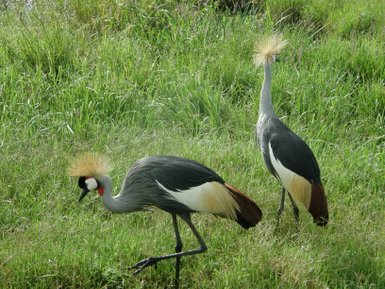 Zwei Kronenkraniche stehen auf einer grünen Wiese, einer beugt sich nach vorne, während der andere aufrecht steht.