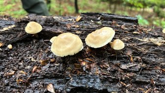 Eine Gruppe von hellbraunen Pilzen wächst auf einem verwitterten Baumstamm im Wald, umgeben von feuchter Erde und Laub.