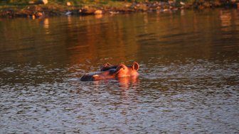 Flusspferd zeigt Kopf über der Wasseroberfläche in der Buffelsdrift Game Lodge – Garden Route Reise mit Kindern