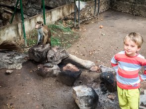 Kleinkind begegnet einem freilebenden Affen aus nächster Nähe – Sri Lanka Familienreise