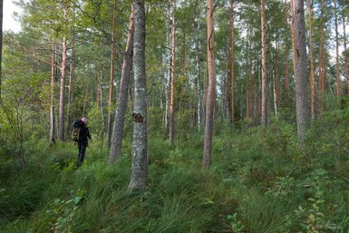 Ein Wanderer mit einem Rucksack geht durch einen dichten Wald, umgeben von hohen Bäumen und üppigem Grün.