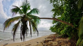 Eine schräg wachsende Palme überblickt den ruhigen Strand, während sanfte Wellen den Sand umspülen.