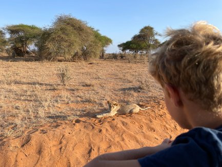 Ein Junge beobachtet einen Löwen in der Savanne von Tsavo East Nationalpark, umgeben von trockener Vegetation.