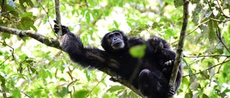 Ein Schimpanse sitzt entspannt auf einem Baumast, umgeben von üppigem, grünem Laub und Sonnenlicht, das durch die Blätter scheint.