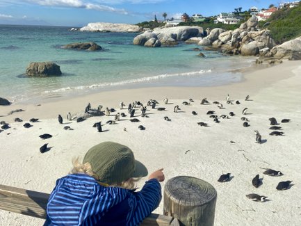 Junge schaut auf Pinguine am Boulders Beach – Südafrika mit Kindern