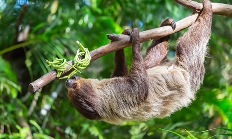 Faultier ruht gemütlich in den Ästen des Regenwalds – Costa Rica Reise mit Kindern