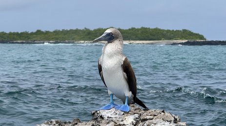 Ein Blaufußtölpel steht majestätisch auf einem Felsen, umgeben von klarem Wasser und einer grünen Küstenlandschaft.