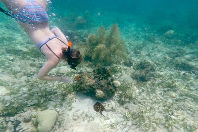 Eine Person taucht unter Wasser und erkundet die bunten Korallen und Pflanzen im klaren Meer.