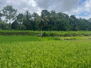 Weite grüne Wiesen in der Umgebung von Ubud – Bali mit Kindern