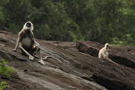 Affen klettern über dunkle Felsen und beobachten die Umgebung – Sri Lanka Reise mit Kindern