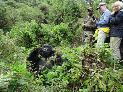 Ein Gorilla sitzt entspannt im dichten Grün, während zwei Touristen und ein Ranger fasziniert zuschauen.
