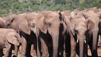 Große Elefantenherde aus nächster Nähe im Addo Nationalpark – Garden Route mit Kindern