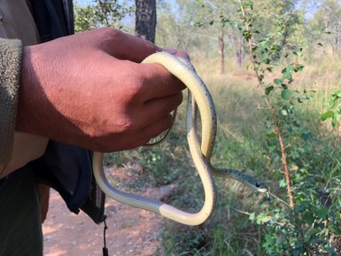 Ein Mann hält vorsichtig eine Schlange im Makutsi Game Reserve – Südafrika Familienreise