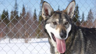 Ein fröhlicher Hund mit einer auffälligen Fellzeichnung steht vor einem Maschendrahtzaun in einer schneebedeckten Landschaft.