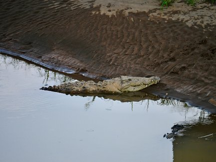 Ein großer Krokodil liegt am Ufer eines ruhigen Gewässers, umgeben von schlammigen Uferlinien und Vegetation.