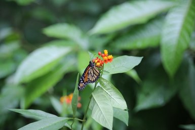 Bunter Schmetterling sitzt auf einer Blume im EcoCentro Danaus in Alajuela – Costa Rica Reise mit Kindern