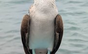 Blaufußtölpel im Porträt - Galapgos Family & Teens - Galapagos mit Kindern und Jugendlichen