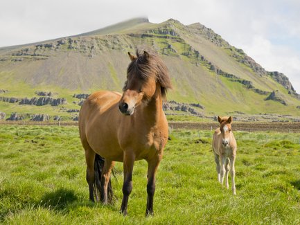 Zwei Pferde stehen auf einer grünen Wiese, umgeben von einer beeindruckenden Berglandschaft im Hintergrund.