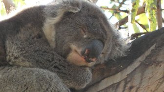 Ein schlafender Koala kuschelt sich an einen Baumstamm, während Sonnenstrahlen sanft durch die Blätter scheinen.