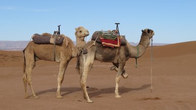 Zwei Kamele inmitten der Sanddünen der Sahara – Marokko Reise mit Kindern