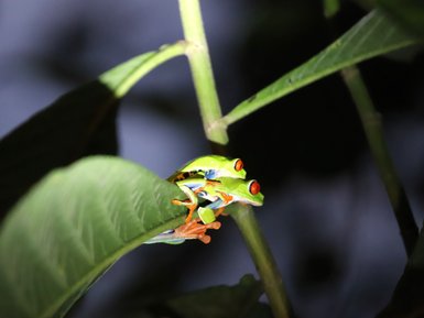 Zwei Frösche mit auffälligen roten Augen auf einem grünen Blatt – Costa Rica mit Kindern