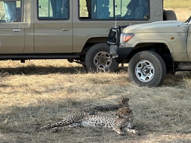 Zwei Geparden sitzen nahe eines Safarifahrzeugs – Tansania Reise mit Kindern