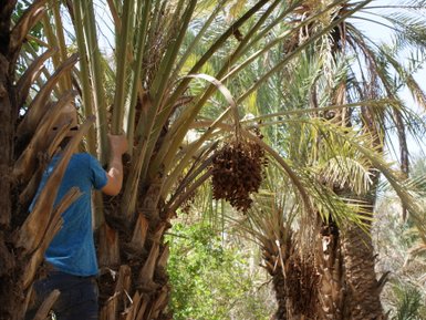 Dattelplantage im sonnigen Draa-Tal – Marokko Familienreise