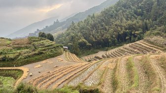 Die terrassierten Reisfelder erstrecken sich über die sanften Hügel, umgeben von üppigem Grün und bewölktem Himmel.