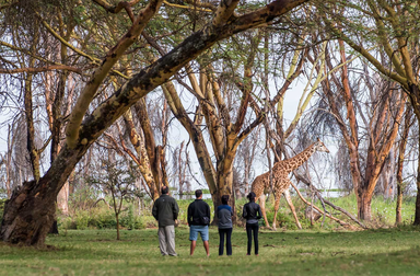Eine Gruppe von vier Personen beobachtet eine Giraffe, die durch einen Wald mit hohen Bäumen schreitet.