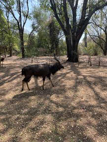 Ein Antilope schreitet durch einen schattigen Wald, umgeben von Bäumen und bunten Blüten im Hintergrund.