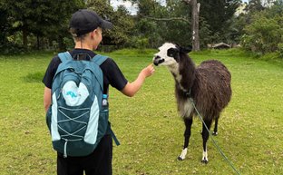 Ein Kind mit einem Rucksack füttert ein Lama auf einer grünen Wiese, umgeben von Bäumen und einem blauen Himmel.