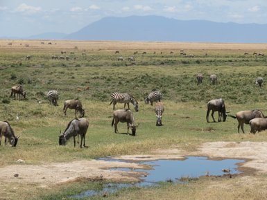 Zebras und Gnus grasen friedlich auf einer weiten, grünen Savanne unter einem strahlend blauen Himmel.