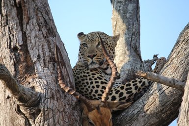 Ein Leopard liegt mit seiner Beute auf einem Baum im Kruger-Nationalpark – Südafrika Familienreise