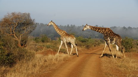 Zwei Giraffen spazieren durch die Savanne im Krüger Nationalpark – Südafrika Familienreise
