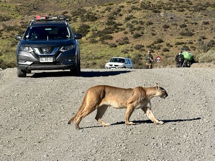 Ein Puma überquert eine Schotterstraße in einer bergigen Landschaft, während Autos im Hintergrund stehen.