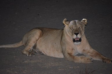 Eine Löwin liegt entspannt auf dem Boden und zeigt ein zufriedenes Gesicht mit geschlossenen Augen.