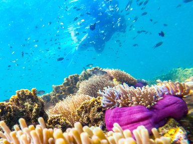 Erwachsener beim Schnorcheln in den klaren Gewässern rund um Koh Talu - Thailand Familienreise