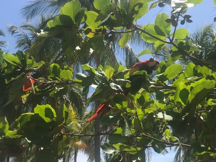 Ein bunter Ara sitzt zwischen den grünen Blättern eines Baumes, umgeben von Palmen und strahlend blauem Himmel.
