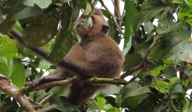 Makakenbaby klammert sich an einen Ast im grünen Blätterdach – Malaysia & Borneo Reise mit Kindern