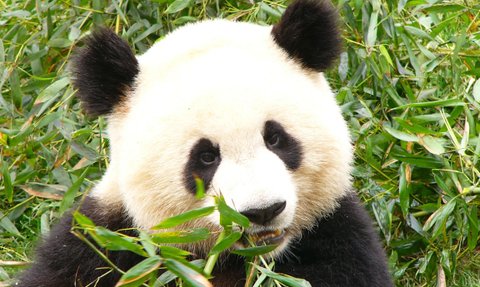 Panda genießt Bambus in einem Schutzgebiet in China – China Familienreise