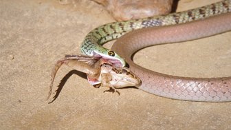 Eine Schlange verschlingt einen Frosch im Makutsi Game Reserve – Südafrika Familienreise