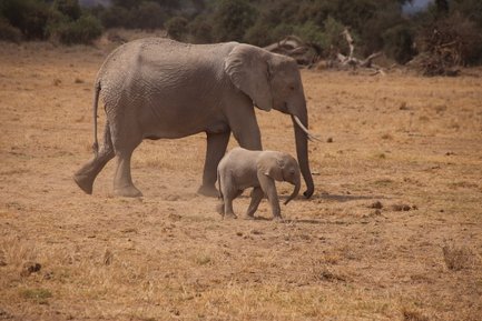 Ein erwachsener Elefant geht durch die trockene Savanne, während ein kleines Kalb ihm neugierig folgt.