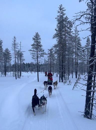 Eine Gruppe von Huskys zieht einen Schlitten durch eine verschneite Waldlandschaft in Schweden.