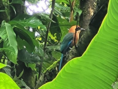 Farbenprächtiger Vogel inmitten tropischer Vegetation im EcoCentro Danaus – Costa Rica Familienreise