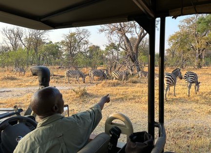 Ein Safari-Guide zeigt auf eine Gruppe von Zebras, die friedlich in der Savanne grasen, umgeben von Bäumen und trockenem Gras.